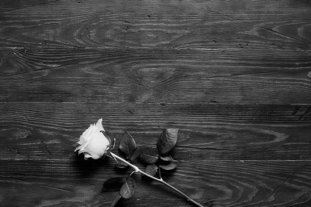 istock White rose on wooden dark background with place for textual 1024775354