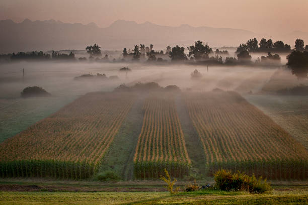 istock Nature wrapped in fog 1024776030