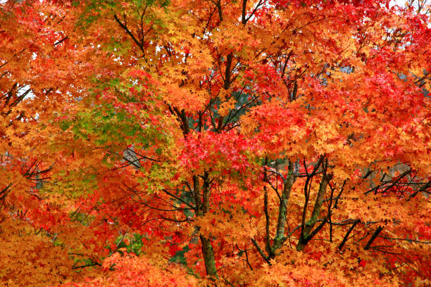 istock Beautiful autumn maple (Momiji) at Lake Chuzenji, Nikko 1024776092