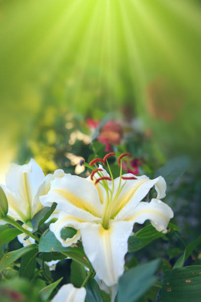 Beautiful white lily flowers on a background of green leaves outdoors.