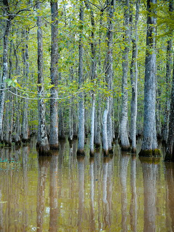 Swamp Trees Growing in Water, Louisiana Bayou