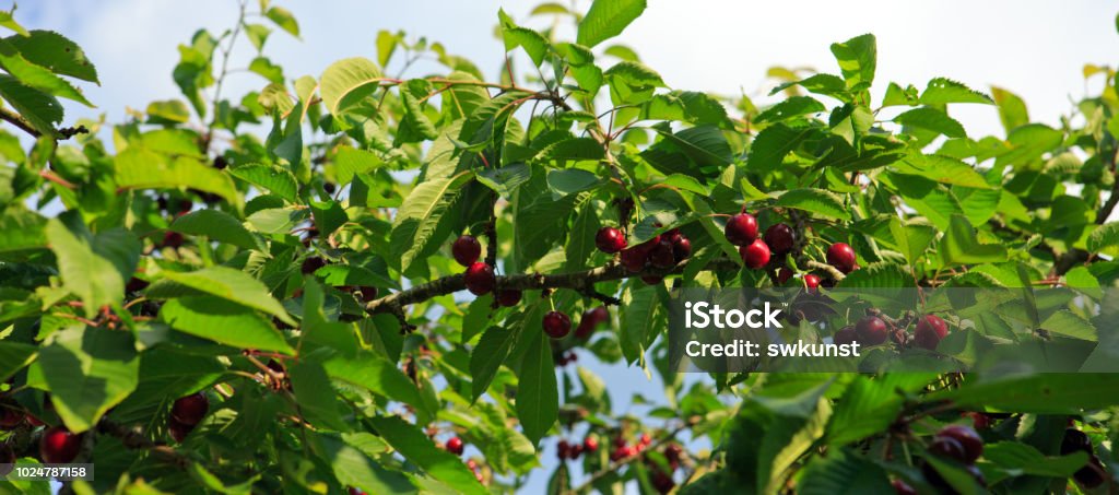 Makro aufnahme auf red cherries and sky Cherries hanging on a cherries tree branch. Cherry tree in the sunny garden. Agriculture Stock Photo