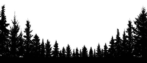лесные вечнозеленые, хвойные деревья, силуэт векторный фон - forest stock illustrations