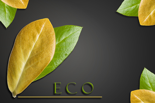 The concept of ecology. Green and yellow leaves with the inscription eco on dark background