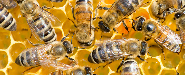 Bees working, gathering honey and pollen and putting them in honeycombs during a sunny summer day.