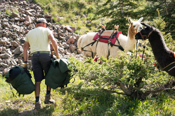 istock Man carrying loaded llama panniers 1024794814