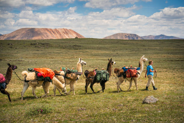 istock Llama trekking in Weminuche Wilderness , Colorado 1024794872
