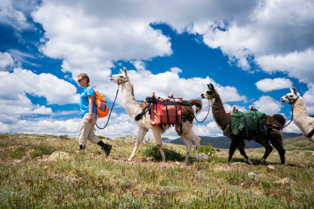 istock Llama trekking on the Continental Divide, Colorado 1024794890