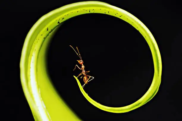Photo of Ant on green circle fern leaf.