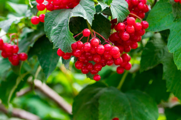 istock Red viburnum (viburnum opulus) closeup in the garden 1024799954