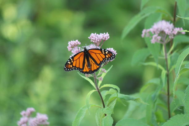 istock Monarch Butterfly (Danaus plexippus) on Purple Flower 1024801344