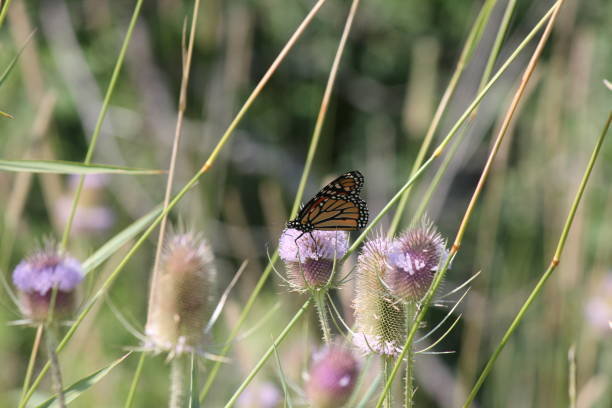 istock Monarch Butterfly on Head of a Teasel Plant 1024801374