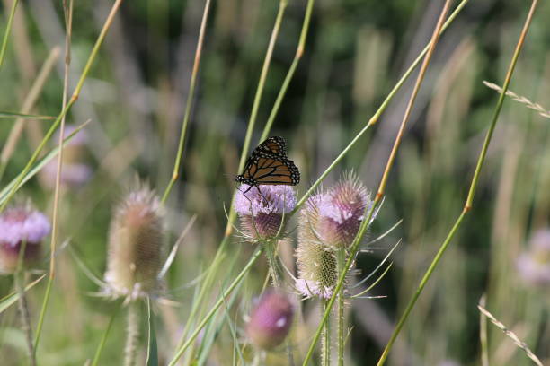istock Monarch Butterfly on Head of a Teasel Plant 1024801394