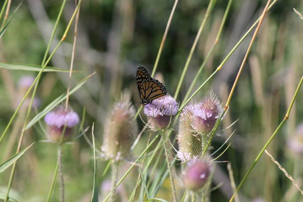 istock Monarch Butterfly on Head of a Teasel Plant 1024801400