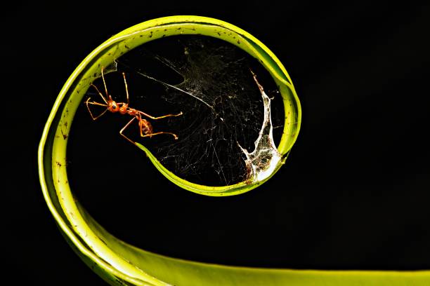 istock Ant climbing spider web on green circle fern leaf. 1024806036