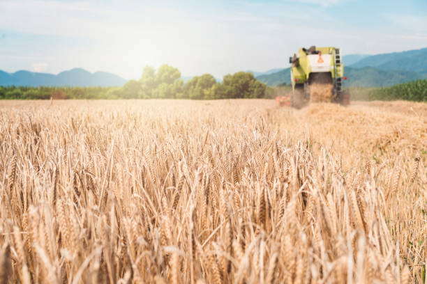 Large harvesting machine working on the field, producing wheat, harvesting wheat, harvesting corn on the golden field, modern machinery, modern farming, working with a vehicle trailer, driving the harvesting machine, using tractor, collecting the harvested wheat and corn.