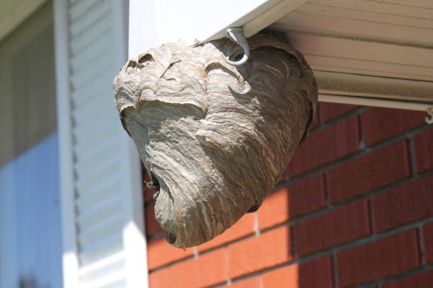 istock Bald Faced Hornets entering their nest 1024807140