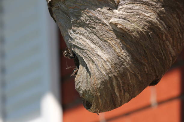 istock Bald Faced Hornets entering their nest 1024807146