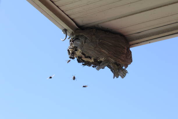 istock Bald Faced Hornets flying to a  broken nest 1024807150