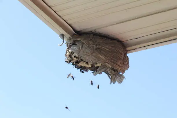 Bald Faced Hornets flying to a a broken nest on the eave of a residential home.