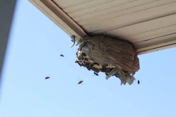 Bald Faced Hornets flying to a a broken nest on the eave of a residential home.