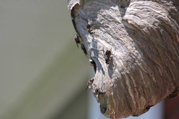 Bald Faced Hornets on the outside of intricate designed nest.