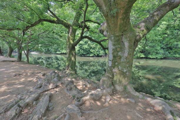 istock Takamatsu, Shikoku summer garen 1024809764
