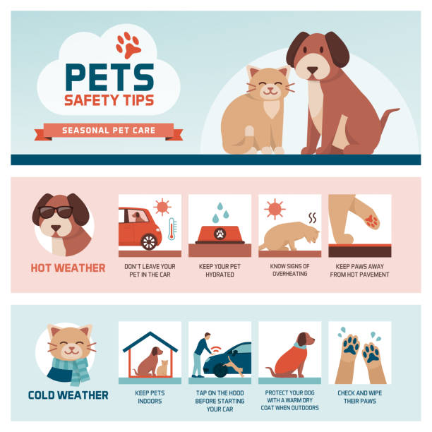 illustrazioni stock, clip art, cartoni animati e icone di tendenza di consigli stagionali sulla sicurezza degli animali domestici - dog car