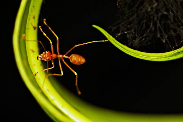 istock Ant climbing green fern leaf. 1024810466