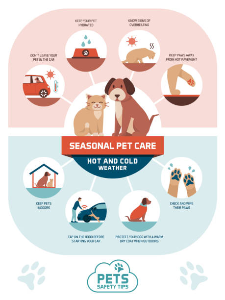 illustrazioni stock, clip art, cartoni animati e icone di tendenza di consigli stagionali sulla sicurezza degli animali domestici - dog car