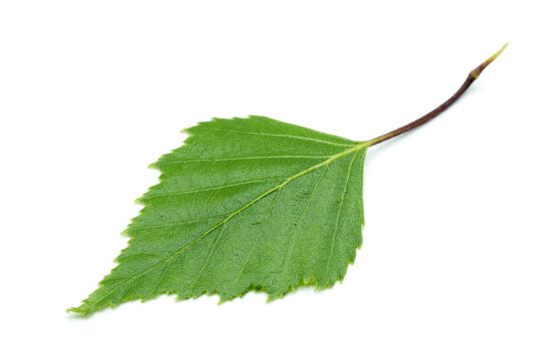 istock Green birch leaf isolated on white background 1024810900