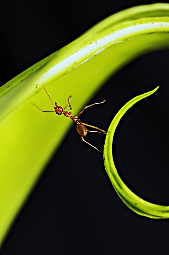 Ant climbing green circle fern leaf.