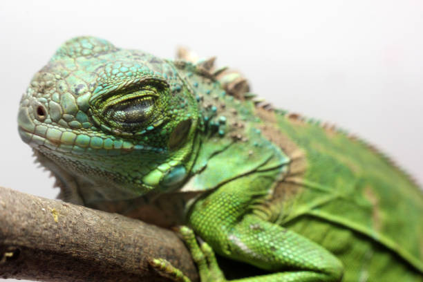 istock Green iguana baby 1024815702