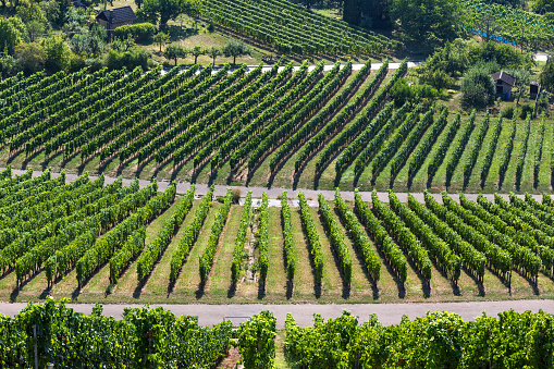 vineyards background landscape