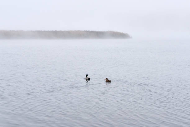 Fog in the autumn over the lake. Lithuania.Swimming two ducks.