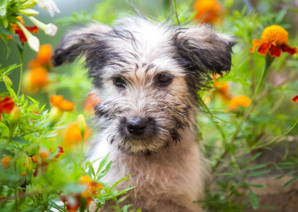 istock Puppy hiding in the garden 1024825680
