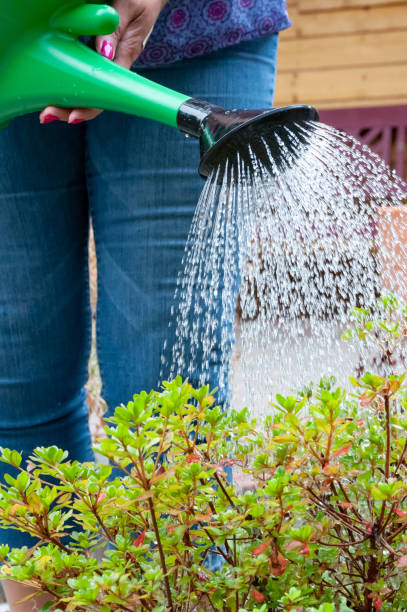 istock Woman Watering Backyard Garden 1024834690
