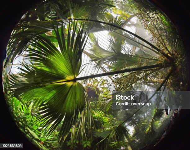 Palms Stock Photo - Download Image Now - Kew Gardens, Palm House, London - England