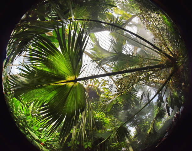 пальмы - palm house с�токовые фото и изображения