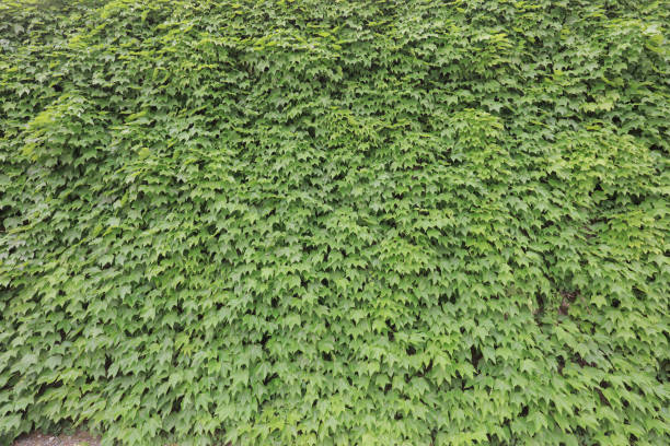 istock a Kurashiki Ivy Square at kurashiki 1024836180