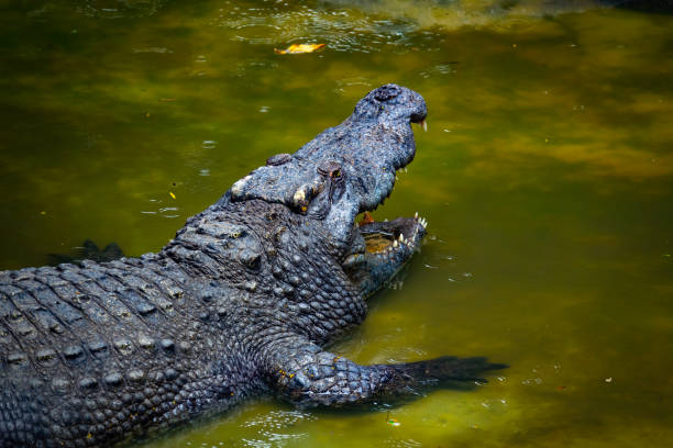 istock Crocodile or alligator open mouth in river 1024838600