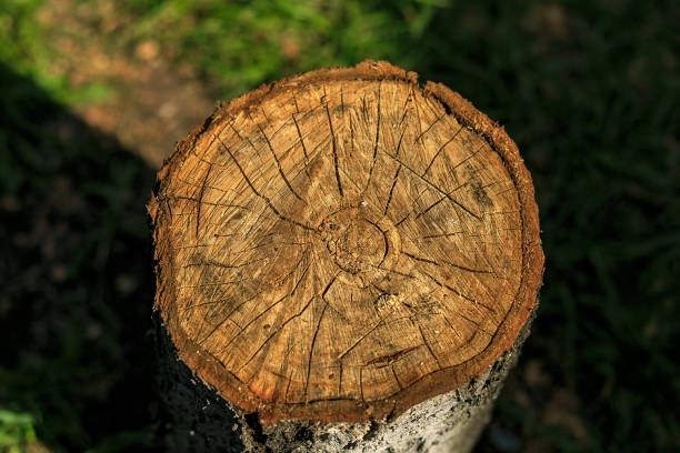 istock Cross-section of a tree 1024839550