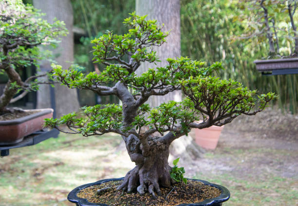 istock Single isolated bonsai tree in the pot 1024839730