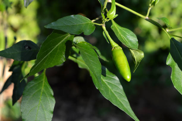 istock Close-up of a Green Pepper, Nature, Macro 1024843084