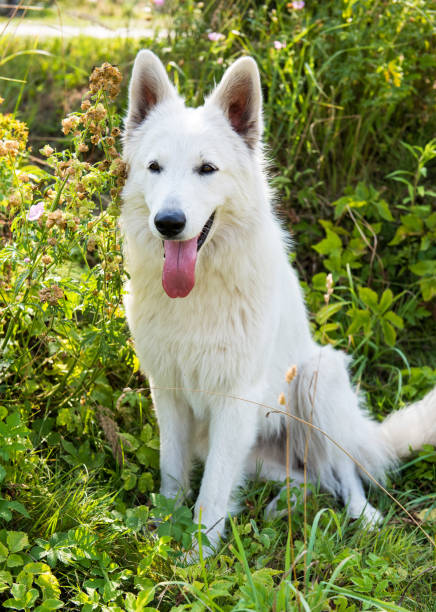 istock White beautiful Swiss Shepherd dog guards the house. 1024843308