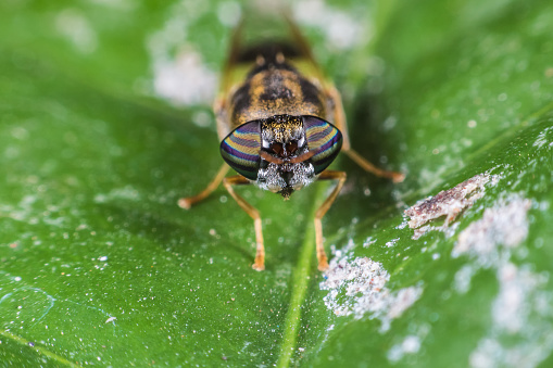 Insects with beautiful natural eyes. Take on the leaf.