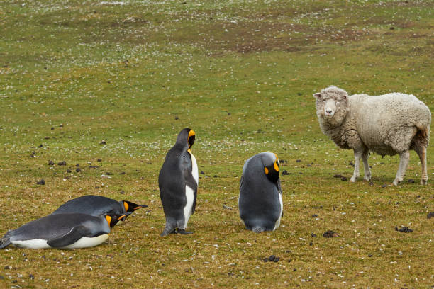 istock King Penguins on a sheep farm 1024844078