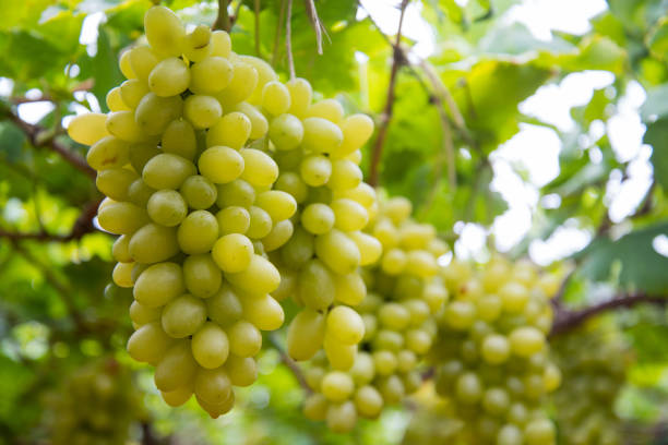 виноград на винограднике - british indian ocean territory стоковые фото и изображения