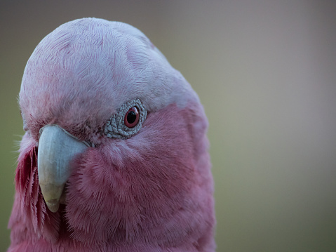 Galah rose-breasted cockatoo, galah cockatoo, pink and grey cockatoo, roseate cockatoo