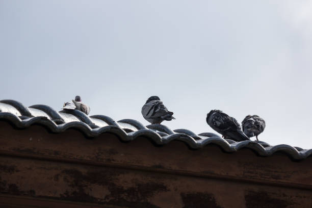 istock Brown Pigeon sitting on  house roof 1024853976